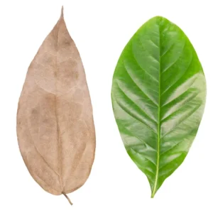 folhas prensadas com manchas escuras comparadas com folhas verdes preservadas corretamente